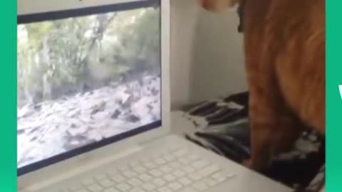 MOUSE AND Cat🥶Viral Animals Video