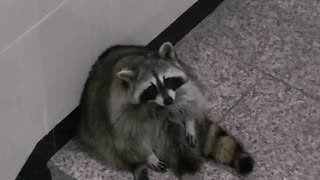 The raccoon is sitting on the floor watching the rain outside