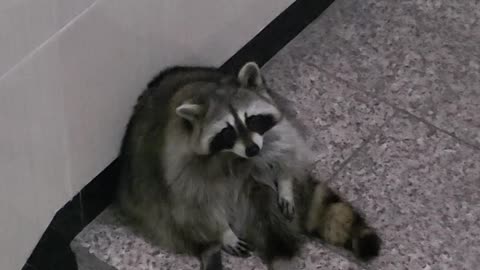 The raccoon is sitting on the floor watching the rain outside