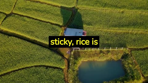 Facts about Rice #rice #food #foodie #world #facts