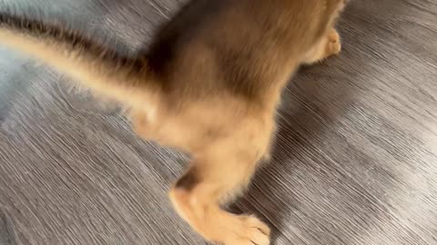 Abyssinian Mother Cat Pounces On Her Kitten