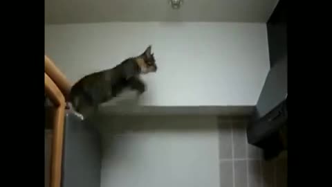 cats and kittens jumping and failing