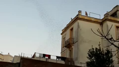 Swarm of birds in the sky in Morroco Tanger