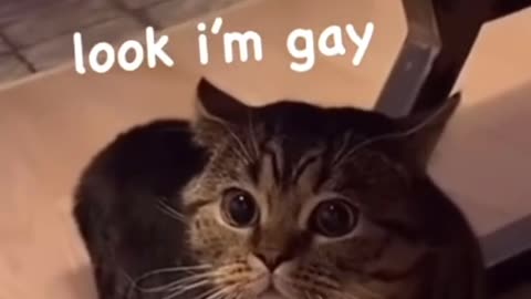 Cat Saying Look I'm Gay