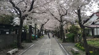 Sunday morning sakura