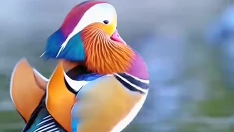 Beautiful bird