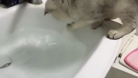 cats like water