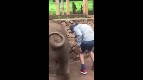 I didn't know ELEPHANTS could do that !?