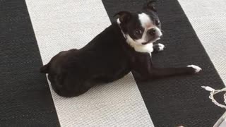 Puppy rubbing back on carpet