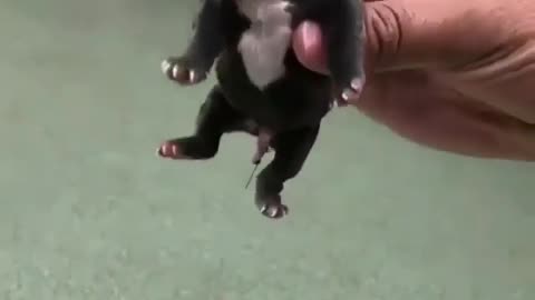 Dog in my hand