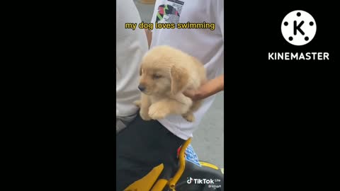 funny dog videos||funny dog||funny dog and cat Videos||funny animal videos|| funny animal pictures