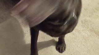Dog howls at shofar