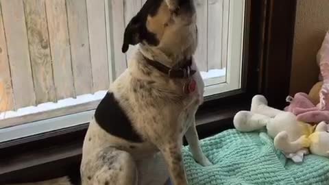 Music white dog sitting down howling to music