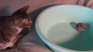 Tom and Jerry, a Small Cat Meets a Small Mouse