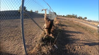 Roo Rescued from Fence