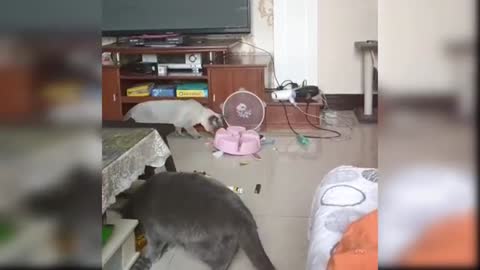 Funny cat performing moonwalk and baby cats complications.