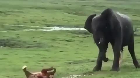 Elephant giving birth to their young ones