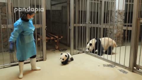 Panda keeper gives the baby cub back to his mom