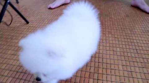 First cute Pomeranian puppy bath, funny dog puppy