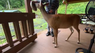 Deer 🦌 NW NC at the Treehouse 🌳 Lady stops by for a quick snack 🍎 🥜 #maga