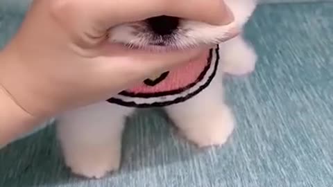 Cute Pupyy