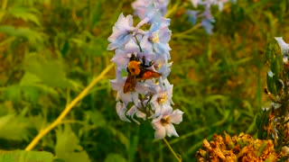 Male Fly Collects Nectar From Flowers