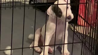Jasper in doggo jail