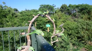 Ringneck Parakeets share food with different bird species