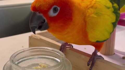 Parrot makes popcorn soup and laughs