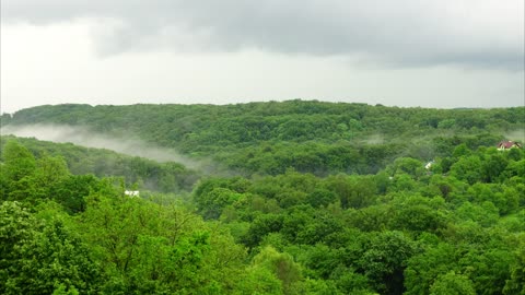 Mist and rain over a forest