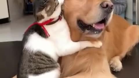 Dog Falls In Love💘 With Very Special Cat - WILLOW & ELLA | The Dodo💑