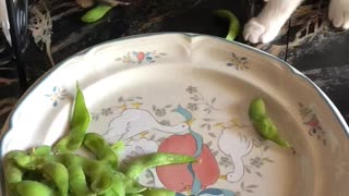 Kittens go bonkers with edamame