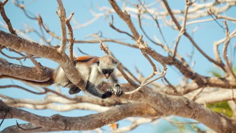 The monkey eats the fruit of the berries on the tree