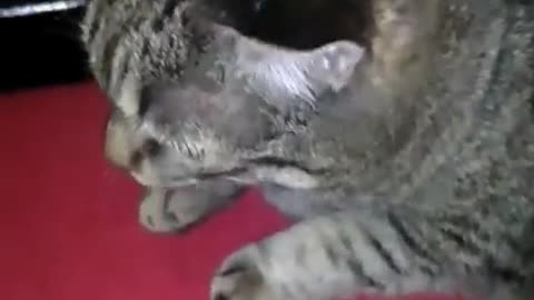 Funny Cat Gets Brain Freeze