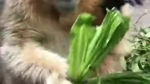 Golden Snub-Nosed Monkey Eating Vegetables