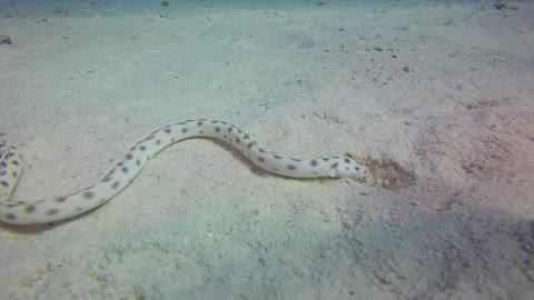 Snake fish is finding wear to hide