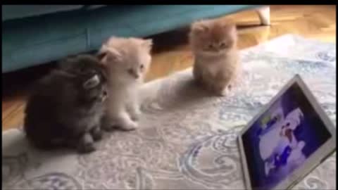 some really cute kittens