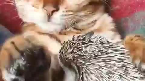 Amazing friendship between a cat and a hedgehog