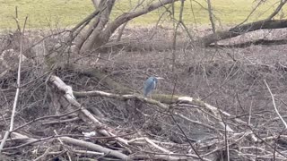 Great Blue Heron on the Humber River