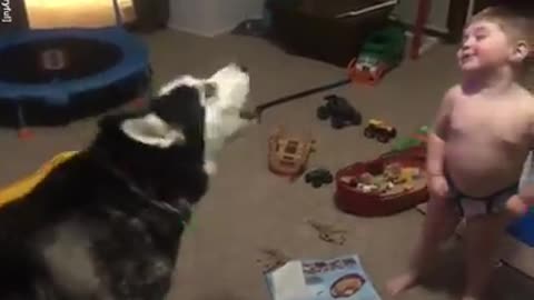 Toddler laughs as he and husky howl