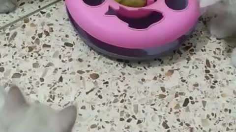 Cats playing with toys