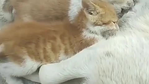 Baby Kitten Breastfeeds with Mother Dog