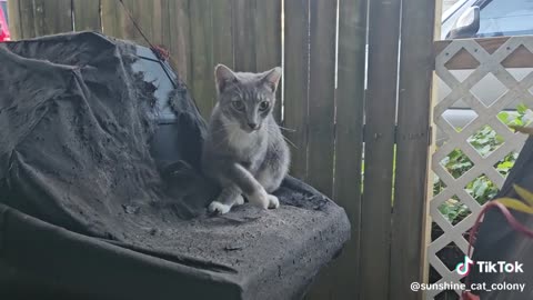 Sunshine cat colony - "Princess" Mommy of kittens after being spayed Destroying my grill cover