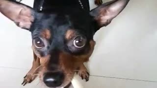 Black chihuahua playing tug of war with owner over bone