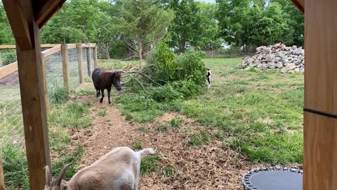 Mini Horse Licorice Going into Her Stall 06.2021