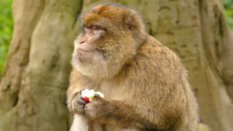 A monkey eats in a strange way
