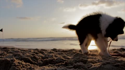 Puppy playing on the beach