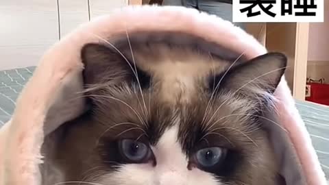 Funny Cat Video - Cute and Funny Cat Videos Compilation - Baby Cats - Aww Creation