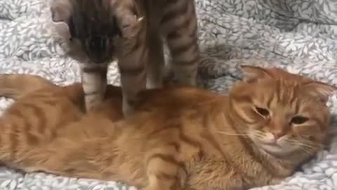 Cat massage, apparently not that great: - /
