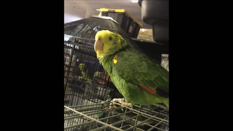 Funny BIRDS & PARROTS Talking as well as Vocal Singing
